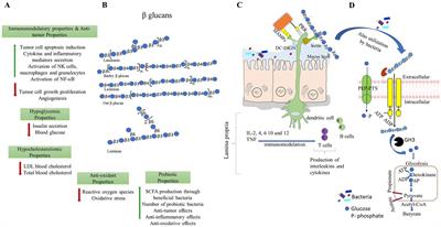 β-glucans: a potential source for maintaining gut microbiota and the immune system